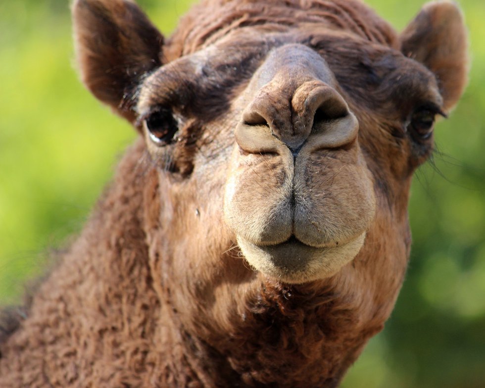 KC Zoo Dromedary Camel.jpg.jpe