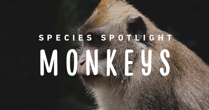 imagesevents27517speciesspotlight-monkeys-thumb-jpg.jpe