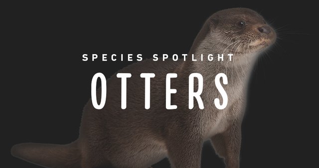 imagesevents27897speciesspotlight-otters-thumb-jpg.jpe