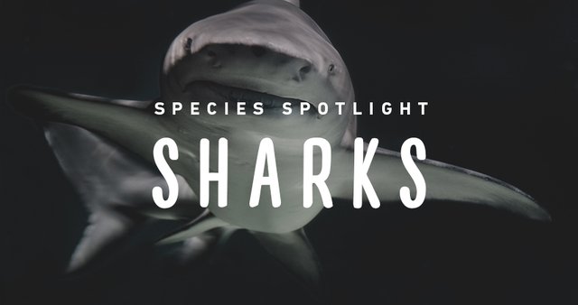 imagesevents28527speciesspotlight-sharks-thumb-jpg.jpe