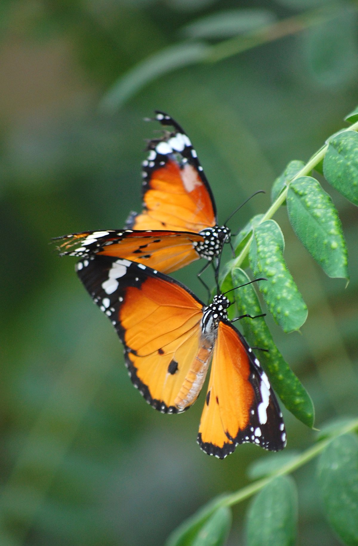 Butterfly and Beetle Watercolor Pencil Class - KC Parent Magazine