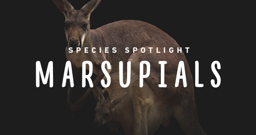 imagesevents29287speciesspotlight-marsupials-thumb-jpg.jpe
