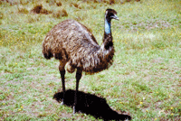 Emu Louisburg Kansas
