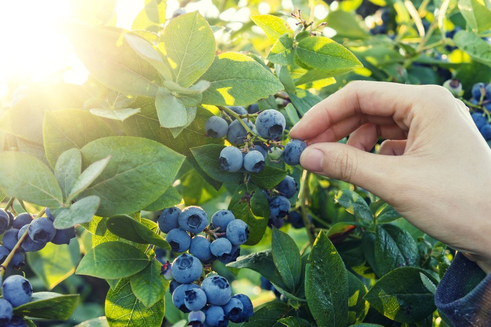 Blueberry Picking in Kansas City
