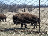 Buffalo at the Native Hooved Animal Enclosure