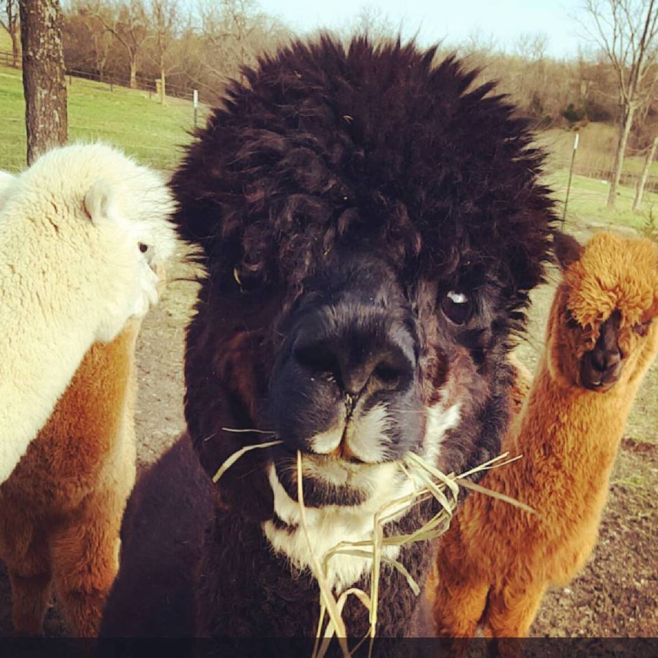 Hat- Yeti Alpaca Cap – Timber View Farm Alpacas