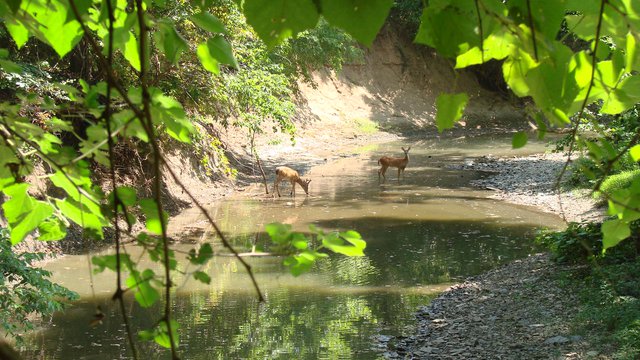 Bambi and friend at pond3.jpg