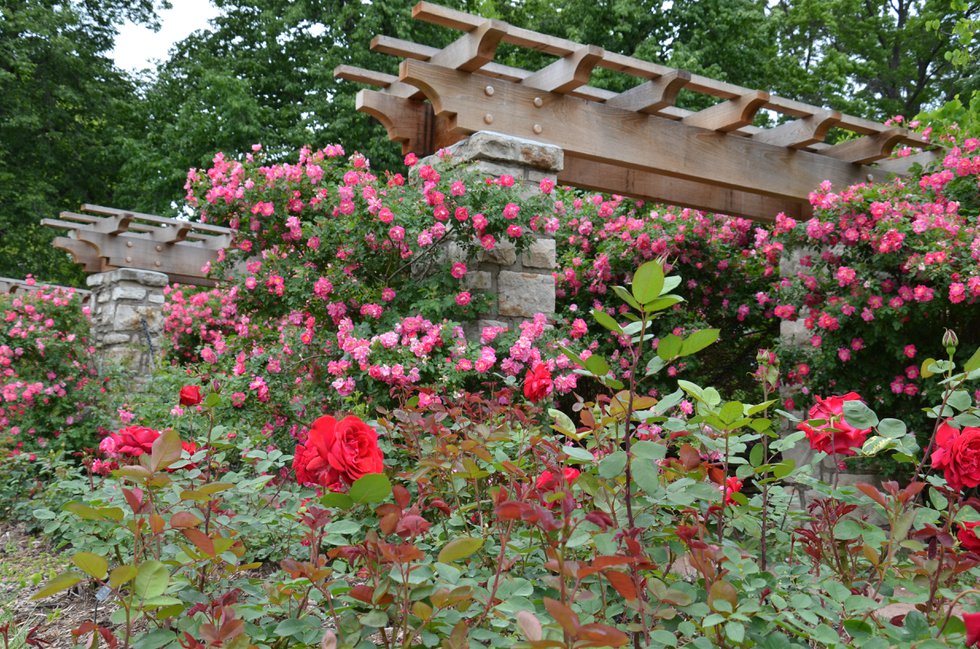 Loose Park Rose Garden 2.jpg