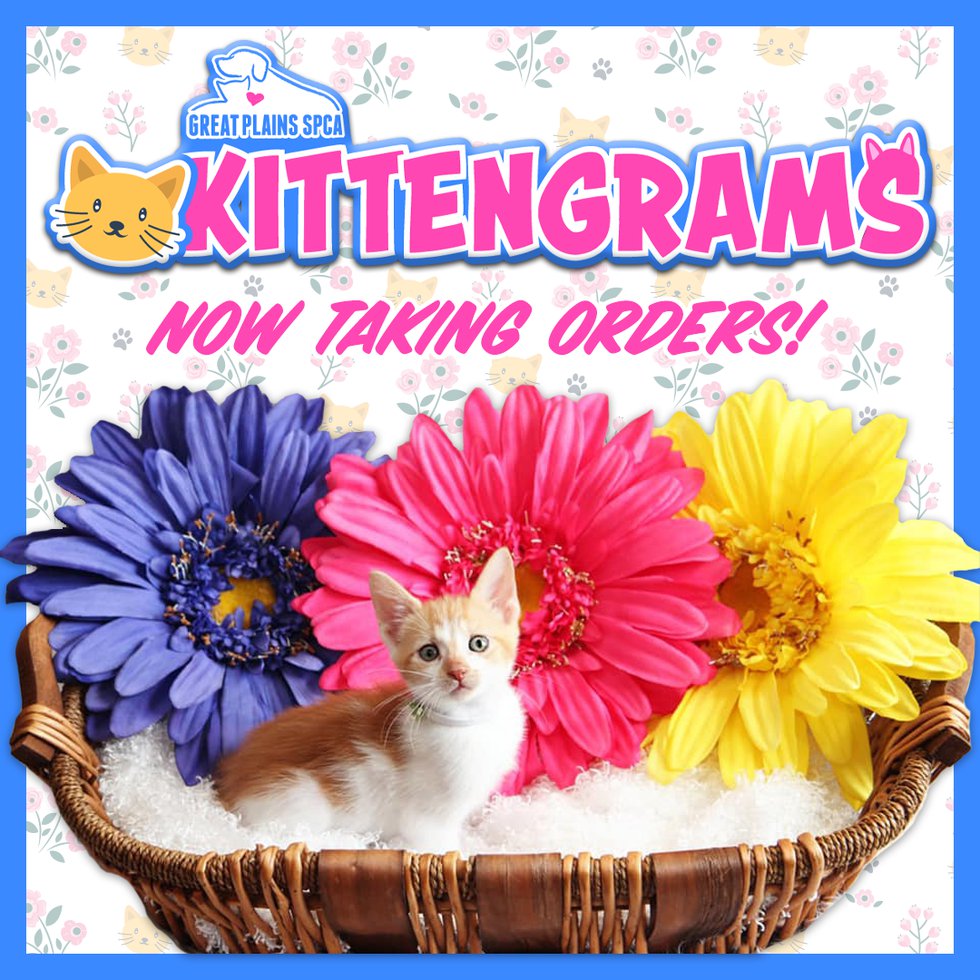 Kittengrams social.png