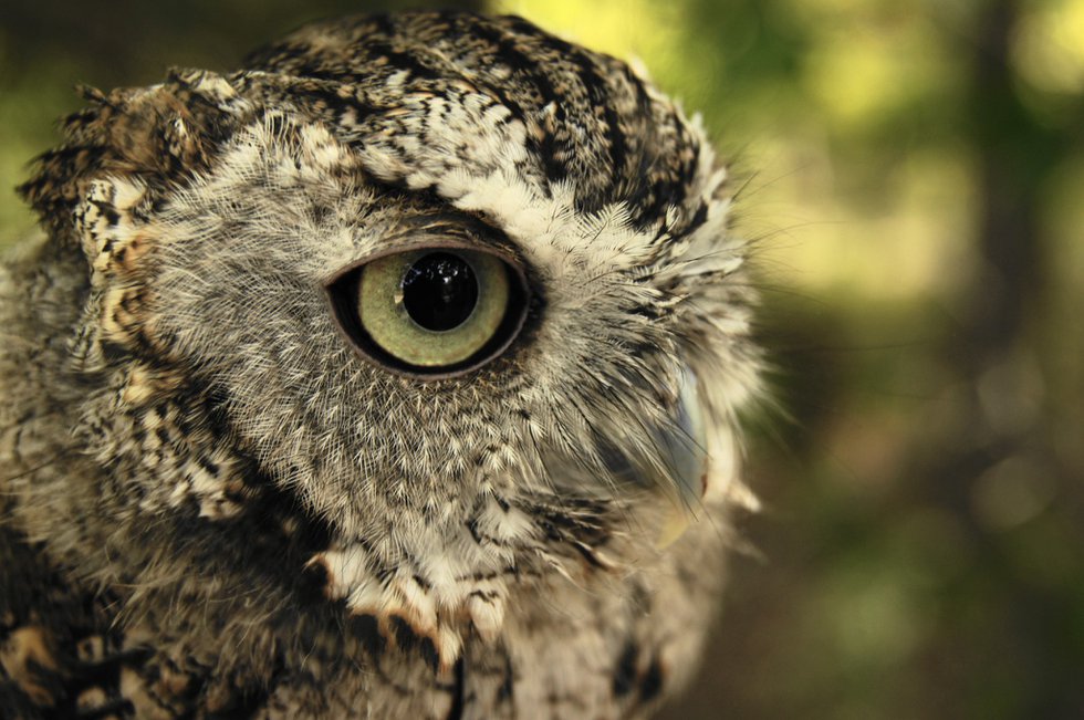 owlprowl.jpg