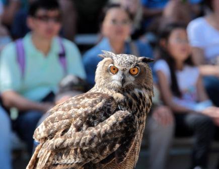 Kansas City Zoo Owl
