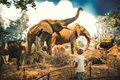 Wonders of Wildlife - Great African Hall - a.jpg