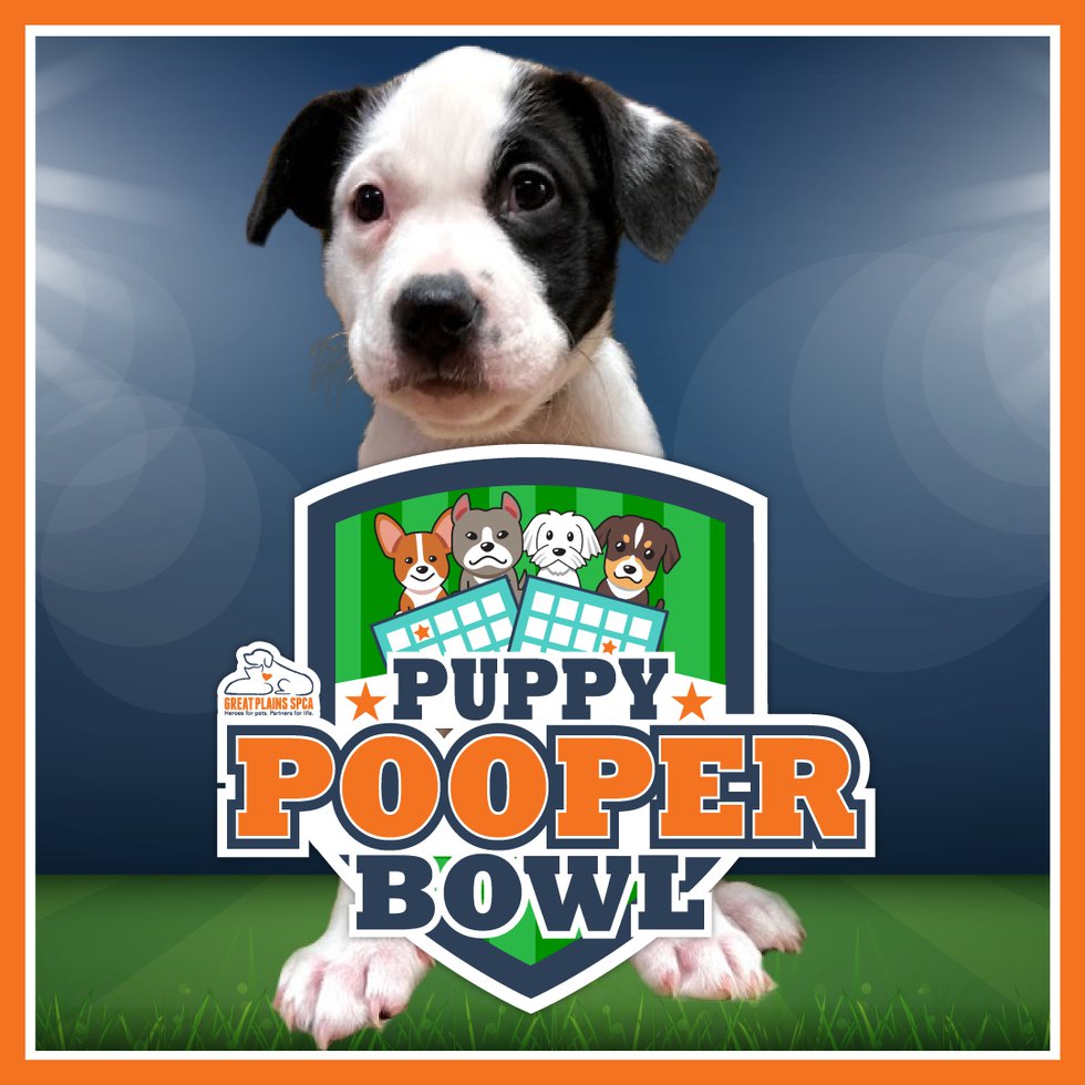 pooper-bowl-21-social w puppy.png