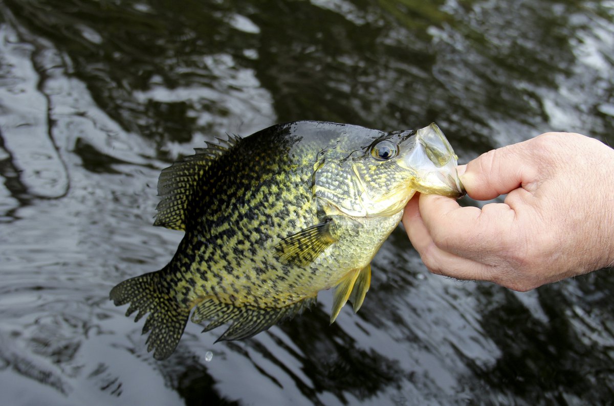 Fishing Skills: Crappie, Learn To Catch Missouri's Favorite Fish - KC Parent Magazine