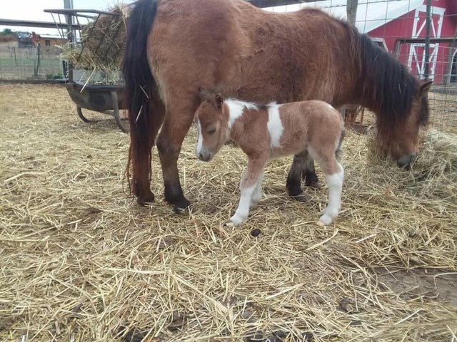 baby girl pony 2 fun farm .jpg