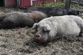 a pigs funfarm.jpg