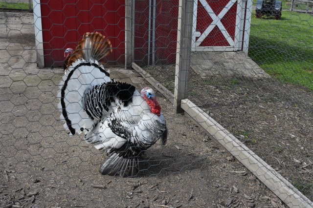 A turkey funfarm.jpg