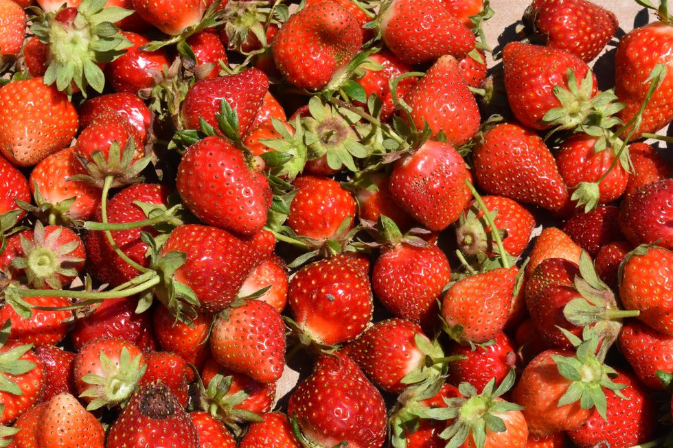 A strawberry picking funfarm.jpg