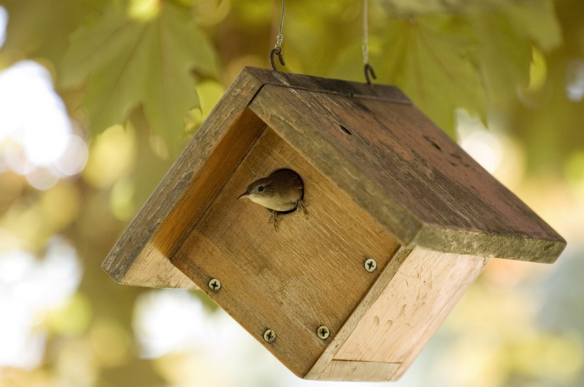 Birds: Woodworking for Wildlife: Wren Houses - KC Parent Magazine