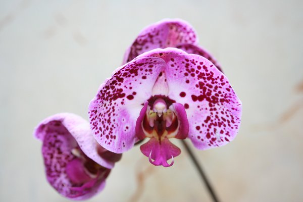 Orchid-6.jpg