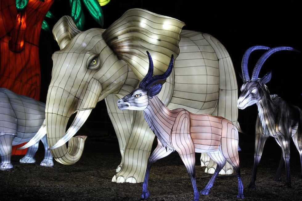 Lantern Elephant.jpg