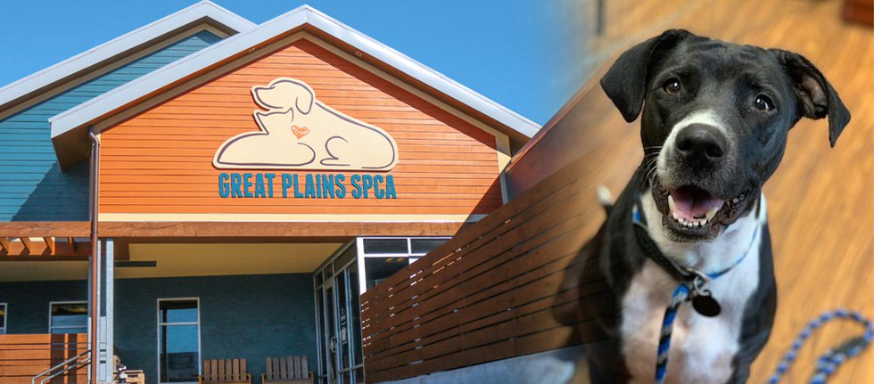 Great Plains SPCA Pleas For Help From The Community KC Parent Magazine   Greatplainsspca 