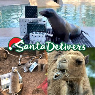 santa delivers collage_.jpg
