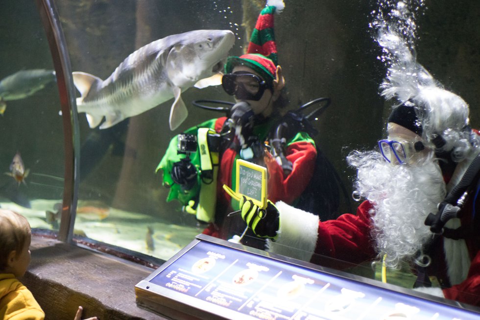 SEA LIFE Aquarium - Scuba Claus with Elf.jpg