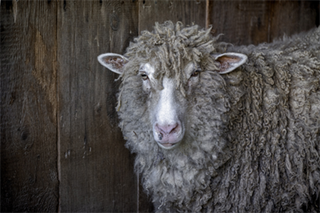 mt-sheep-shearing.png