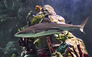 SEA LIFE - Black Tip Reef Shark.jpg