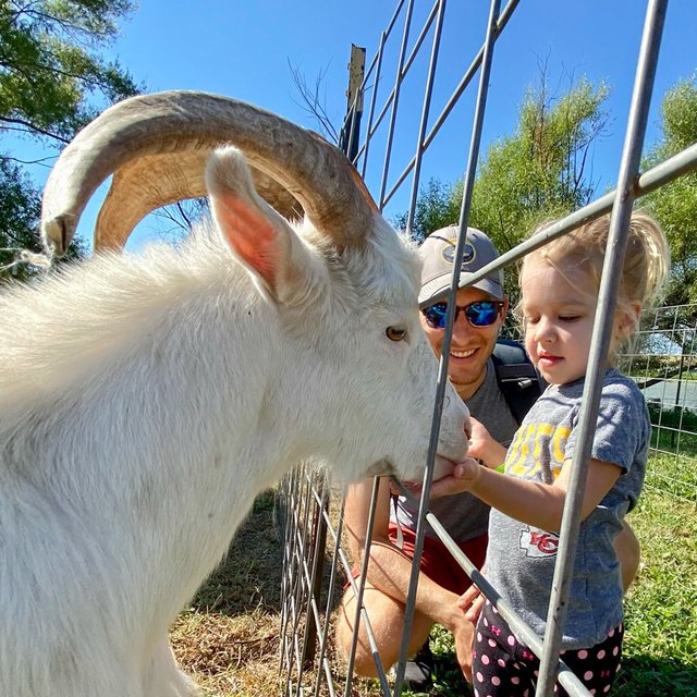 girl feeding goat.png
