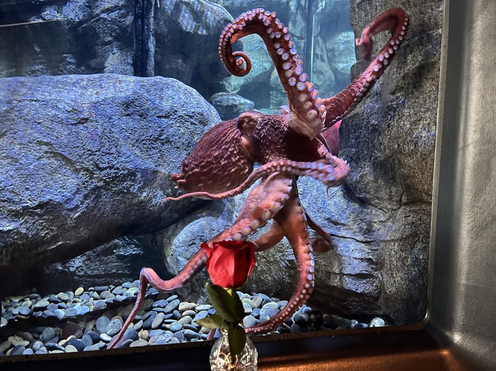 Octopus with rose at KCZoo.jpg