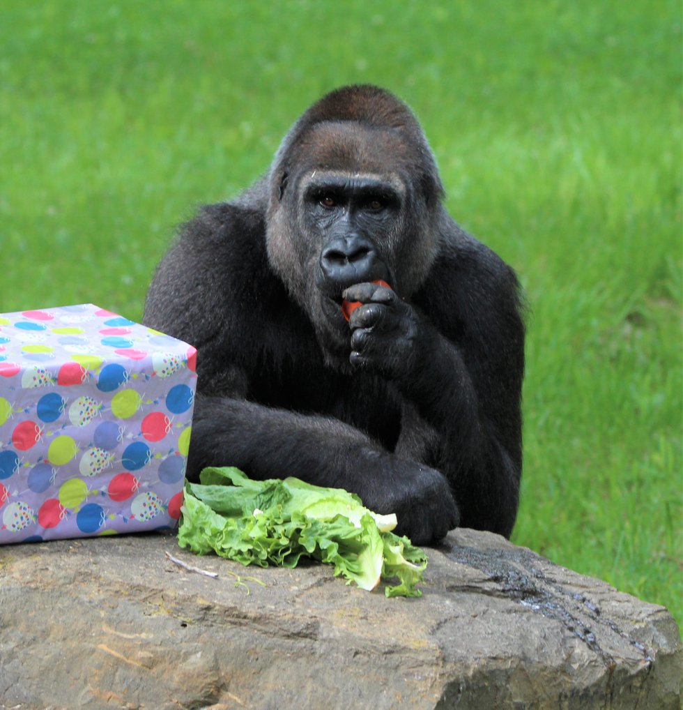 gorilla snacking with present.JPG