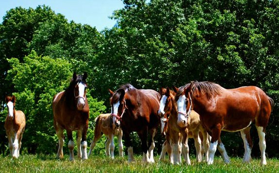 clydesdales.png