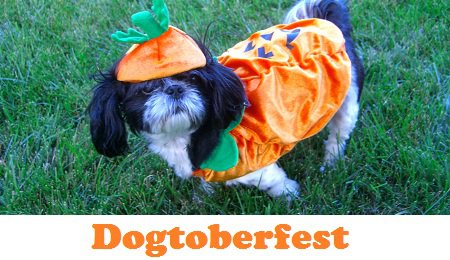 PetSmart's Guinea Pig Costumes For Halloween 2019 Are The Cutest