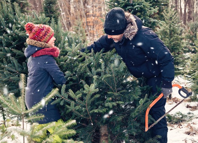 Christmas Tree Farms in KC