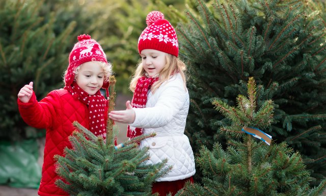 Christmas Tree Farms in KC