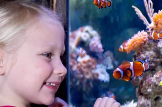 nemo-girl-1-1.jpg.webp