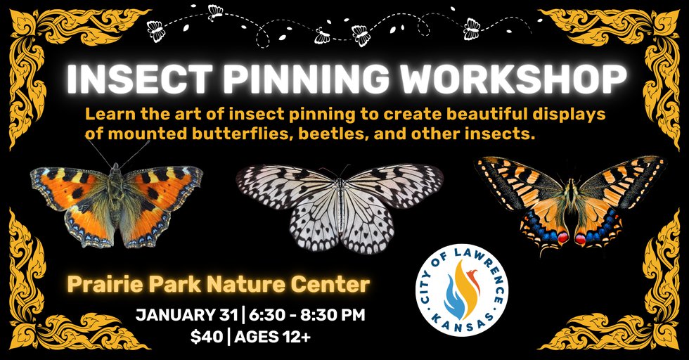 Comprehensive flyer archive - Insect Pinning Workshop