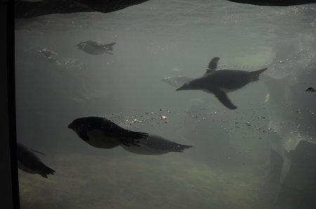 penguinswim.jpg.jpe