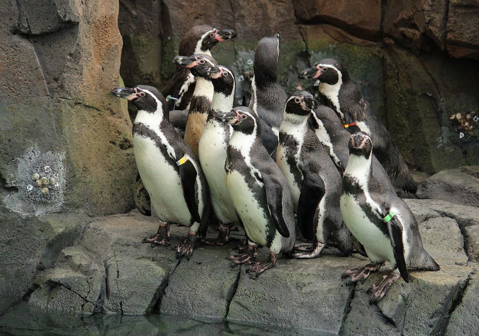 penguingroup.jpg.jpe