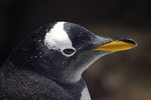 penguin(2).jpg.jpe