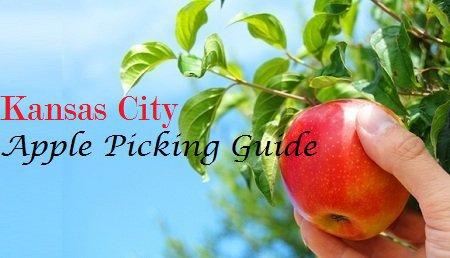 Apple Picking in Kansas City