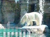 Nikita the Polar Bear