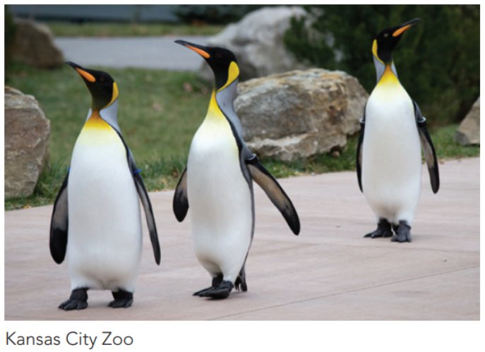kczoopenguins.png