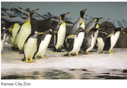 zoopenguins.png