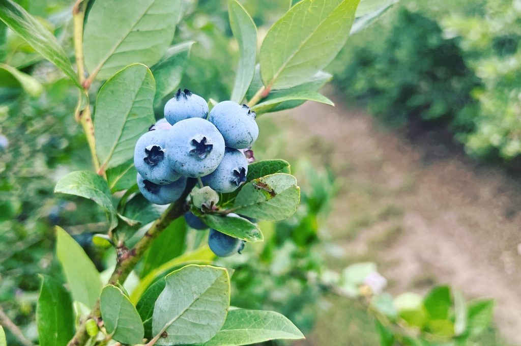 The Ultimate Guide to U-Pick Farms in Kansas City (2026): Where to Pick Your Favorite Produce