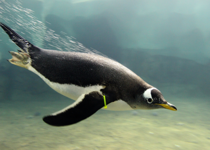 World-Penguin-Day-700×500