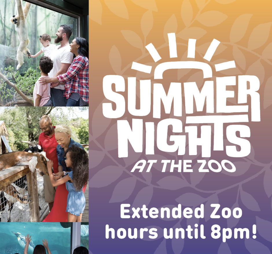 Summer Nights at the Zoo